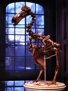 dodo skeleton, Two Temple Place